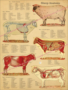 Sheep Anatomy Poster