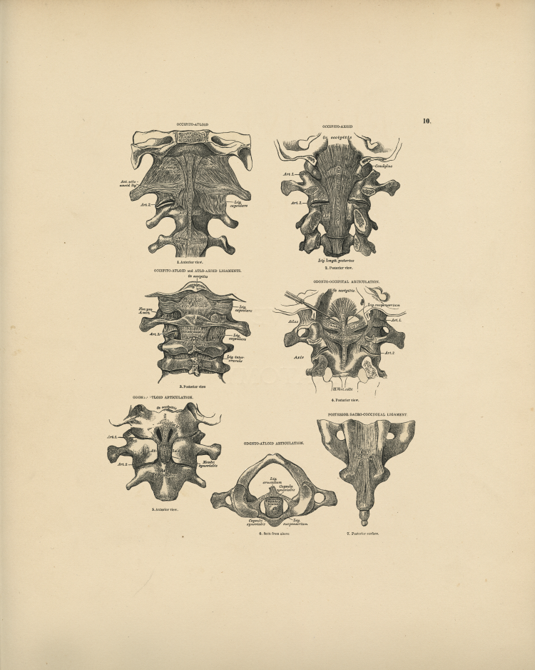 Cervical Spine Print