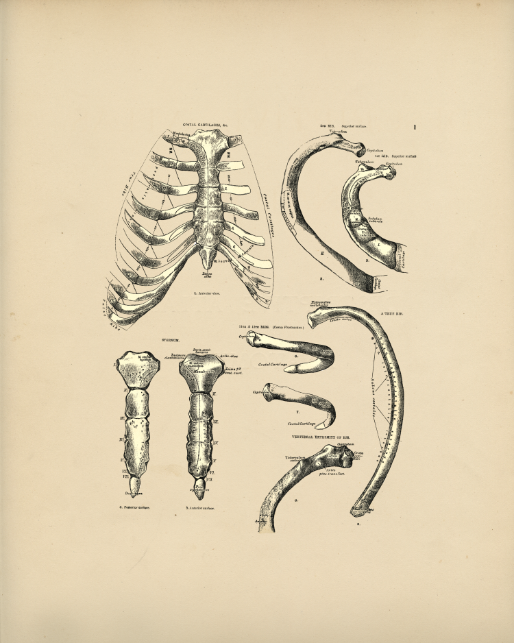 Rib Bones Print