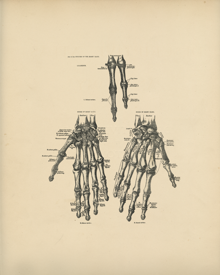 hand Bones Print