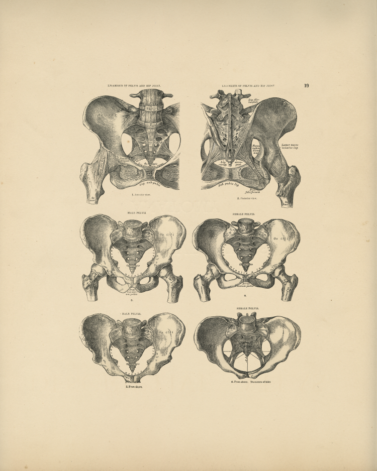 Pelvic Bones Print
