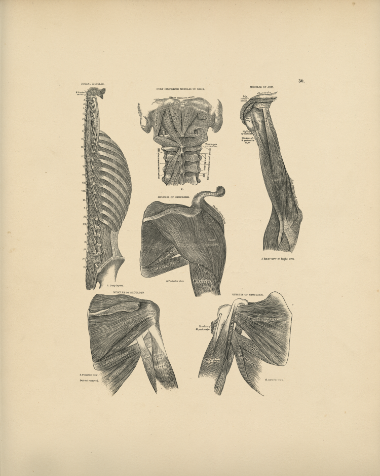 Muscle Anatomy Print