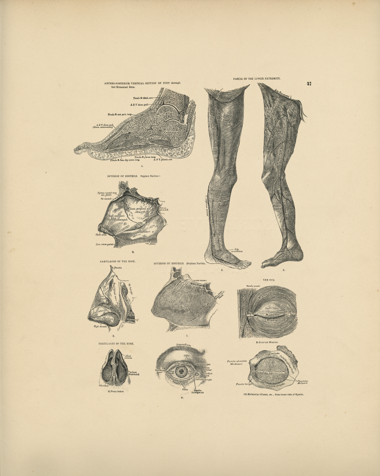 Human Anatomy Print