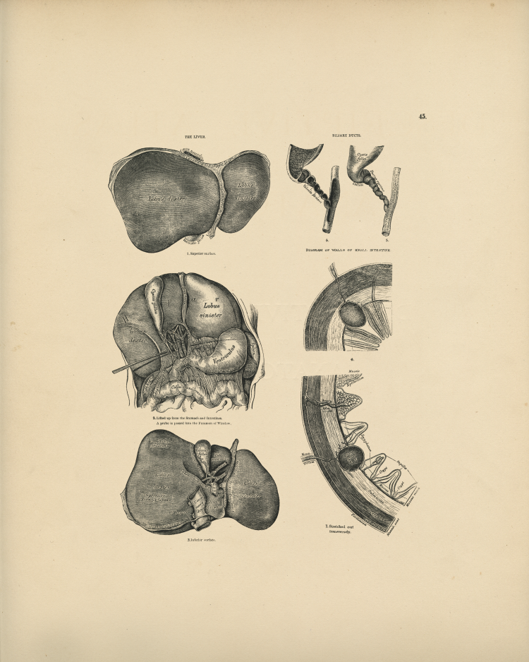 Liver Anatomy Print