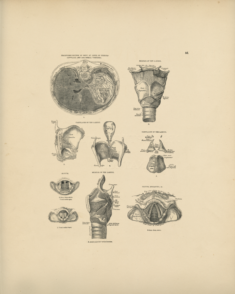 Anatomical Print