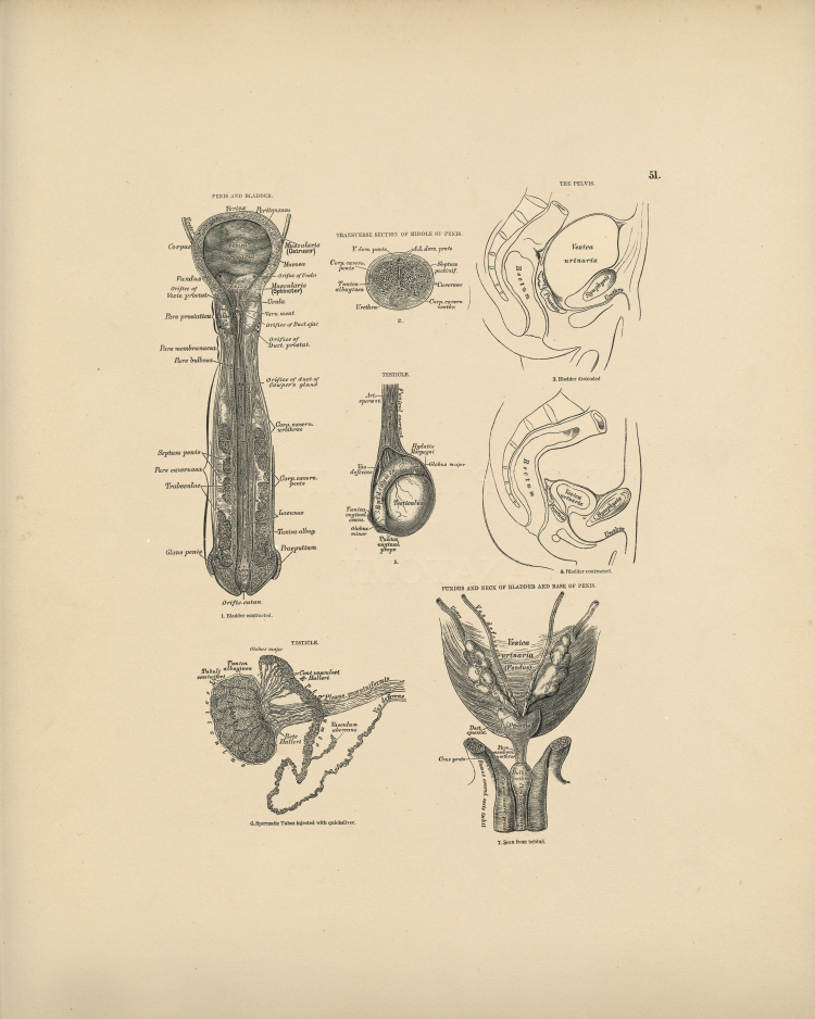Male Anatomy Print