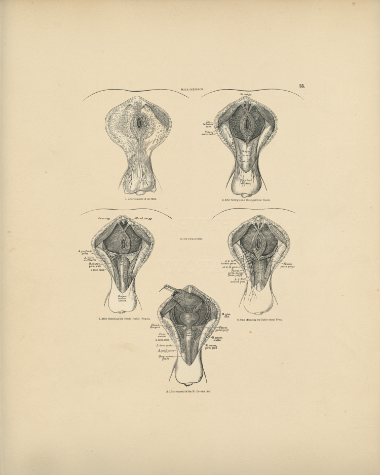 Male Perineum Print