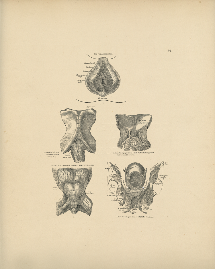 Female Anatomy Print
