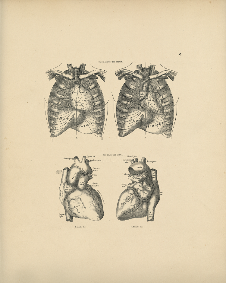 Heart Anatomy Print