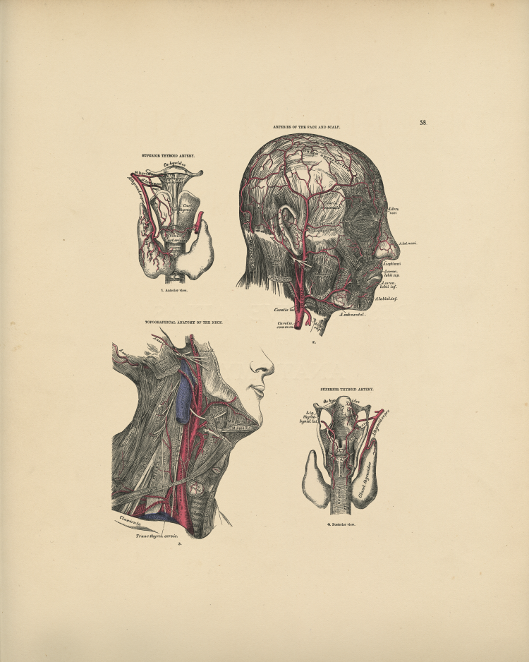 Artery Anatomical Print