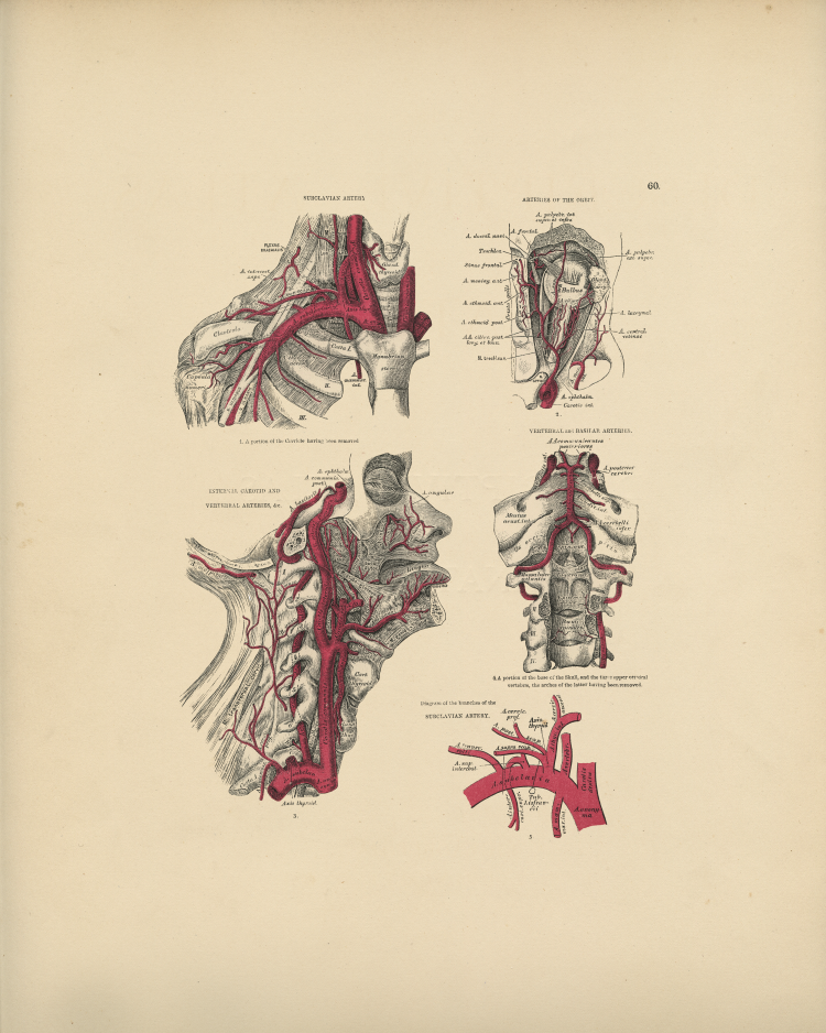 Neck Arteries Print