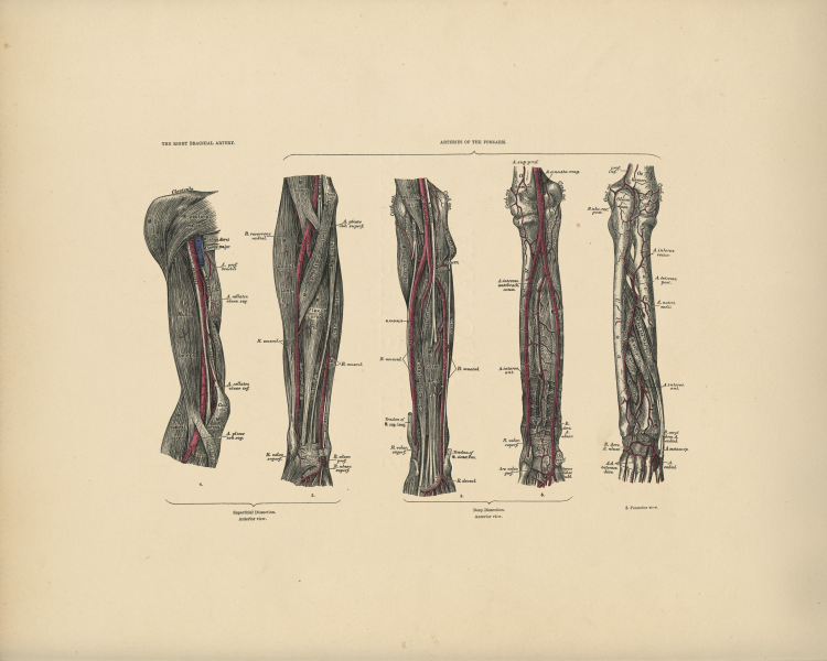 Forearm Anatomy Print