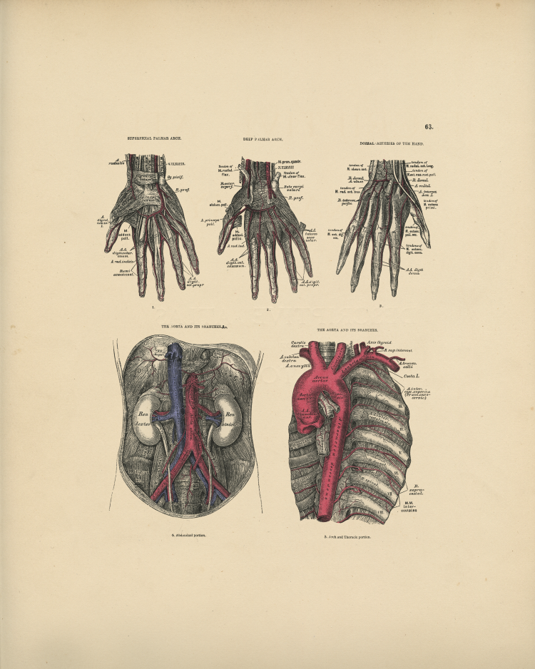 Artery Anatomy Print