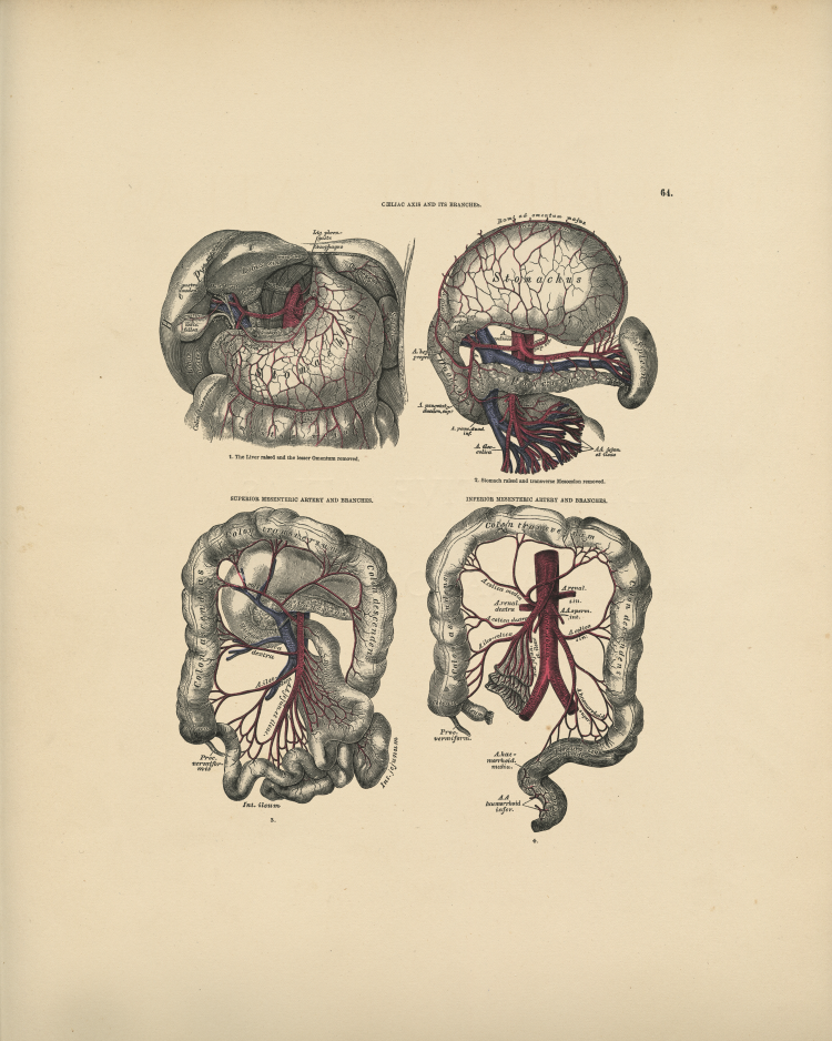 Abdominal Anatomy Print