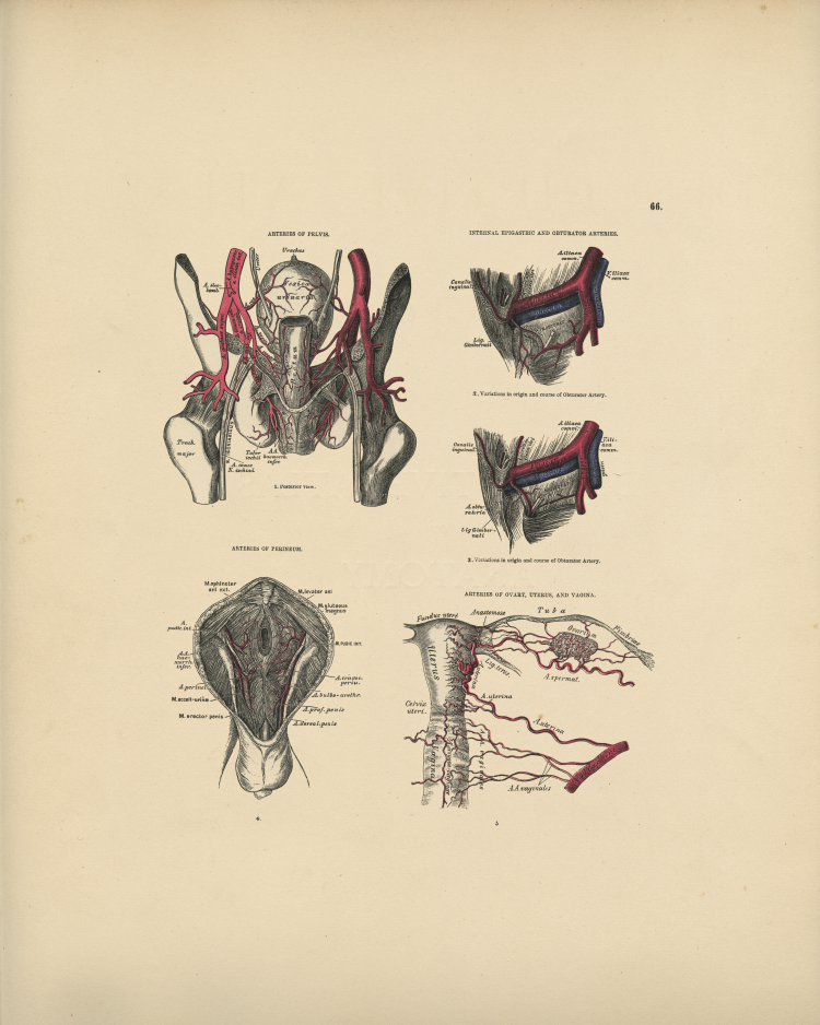 Perineum Arteries Print