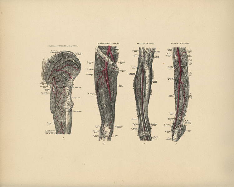 Leg Anatomy Print