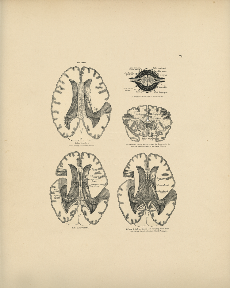 Brain Anatomy Print