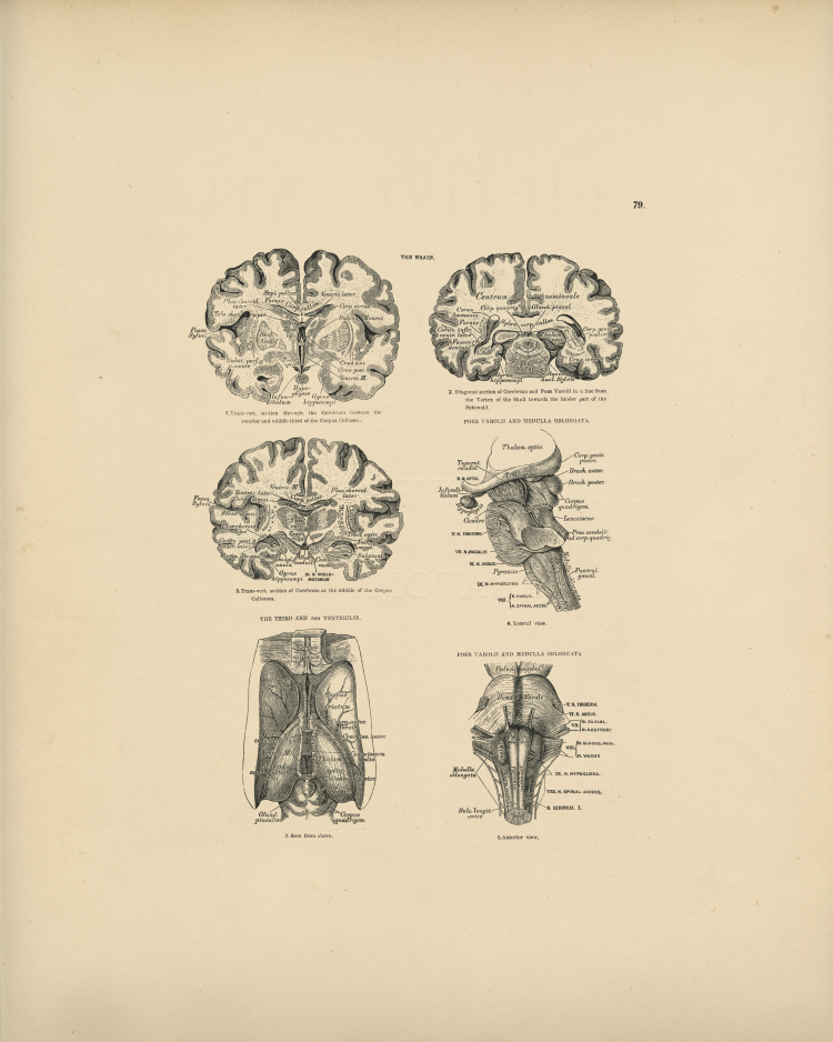 Brain Anatomy Print