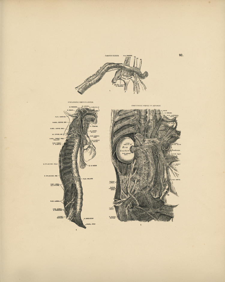 Sympathetic Nerves Print