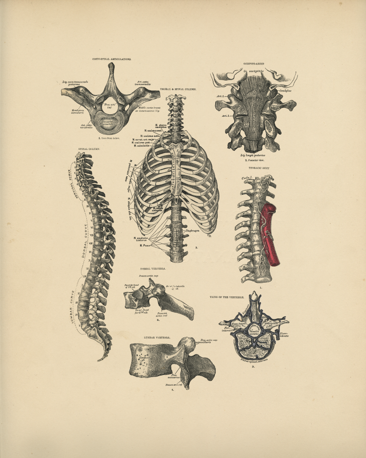 Spinal Bones Print