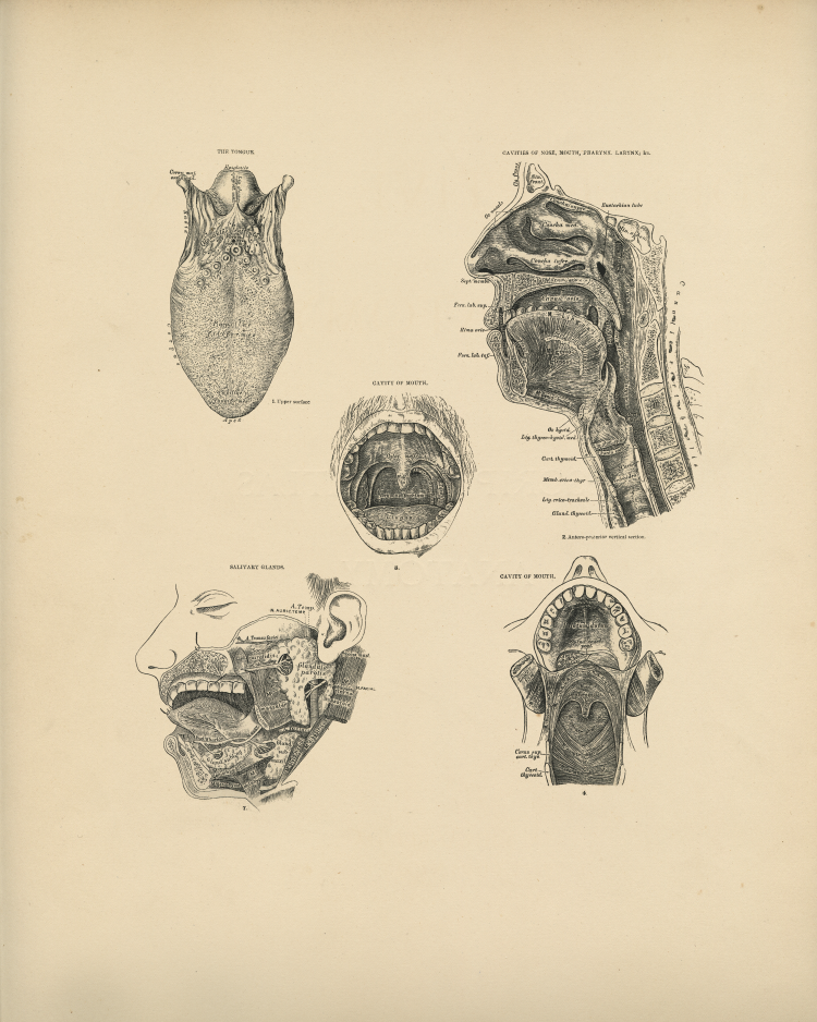 Mouth Anatomy Print