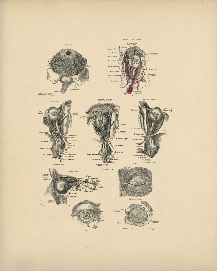 Eye Anatomy Print