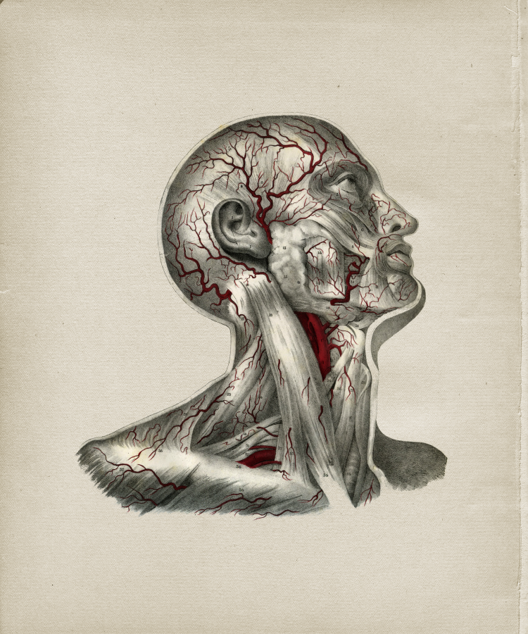 Arteries of the Head and Neck Print