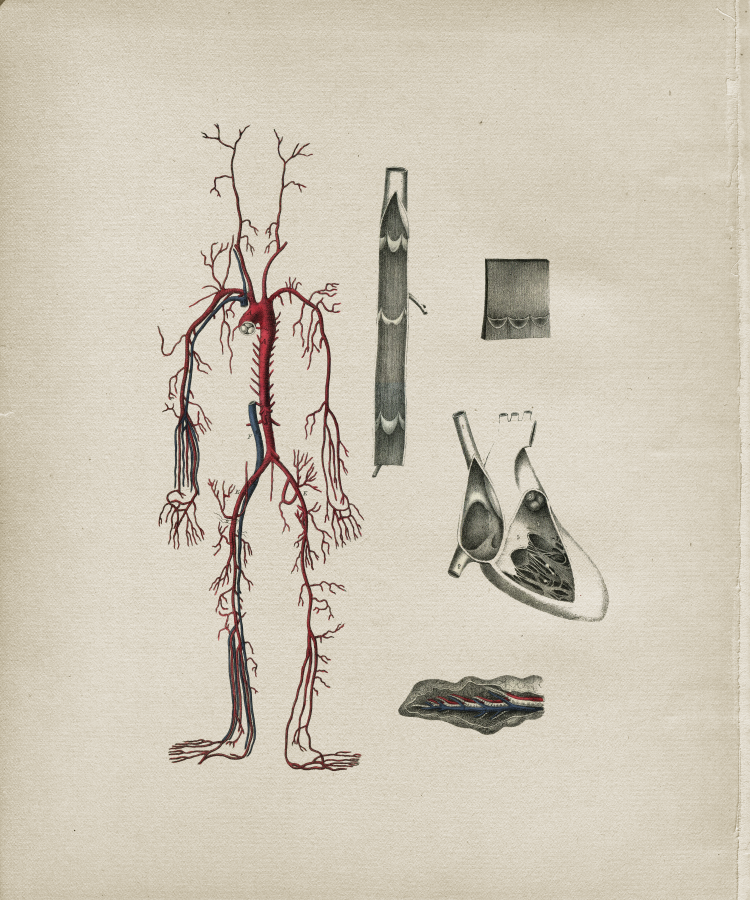 Arteries of the Human Body Print