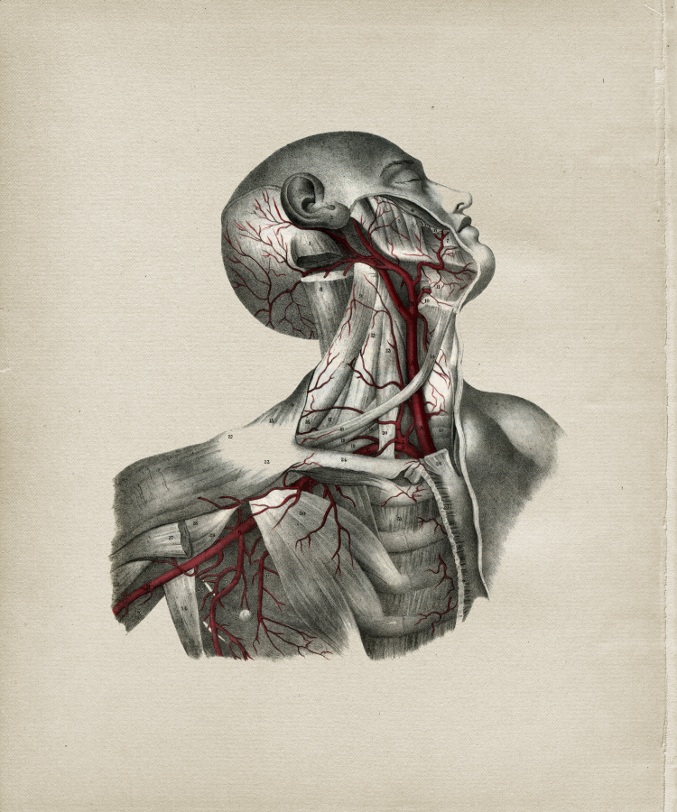 Arteries of the Head and Neck Print