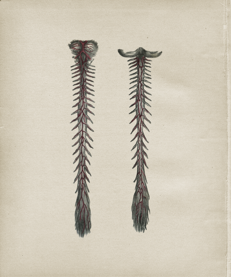 Arteries of Spinal Cord Print