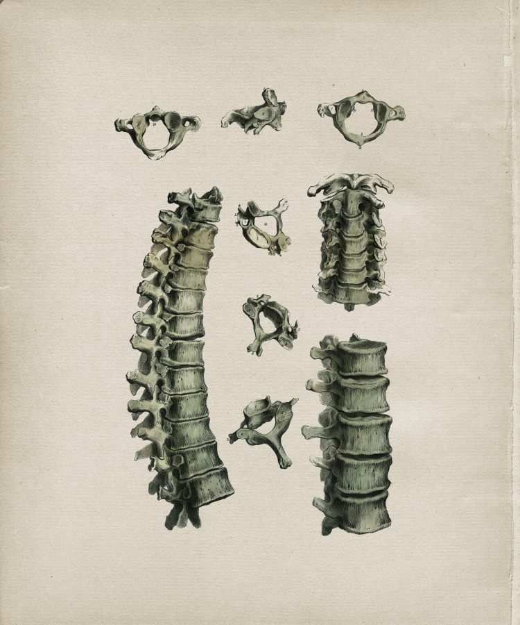 Cervical Thoracic Spine Vertebrae Print