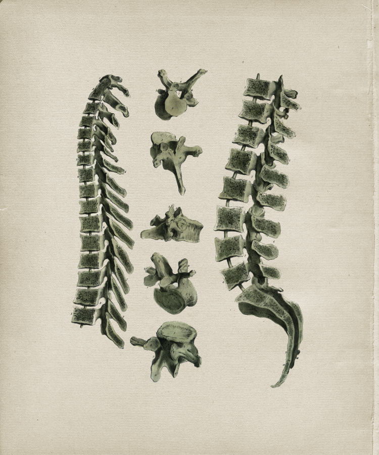 Thoracic and Lumbar Vertebrae Spinal Column Print