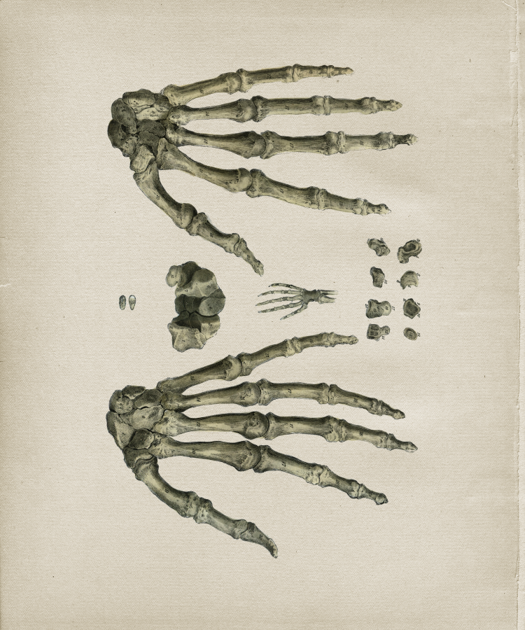 Bones of the Hands Print