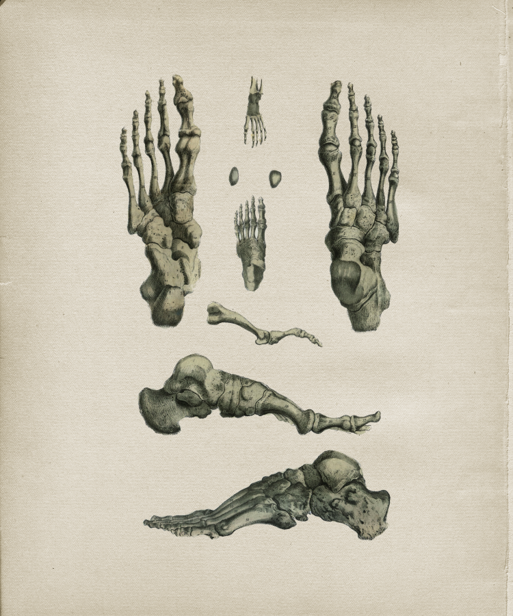 Bones of the Foot Print