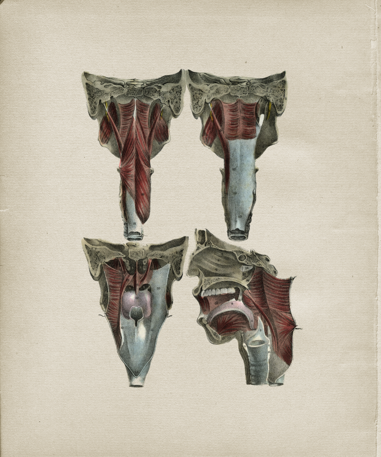 Throat Anatomy Print