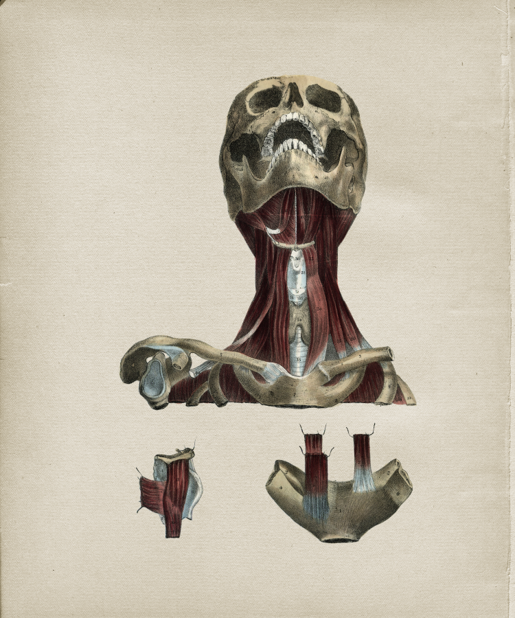 Muscular Anatomy Print