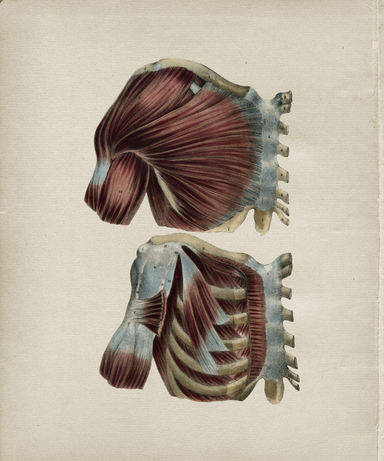 Muscular Anatomy Print