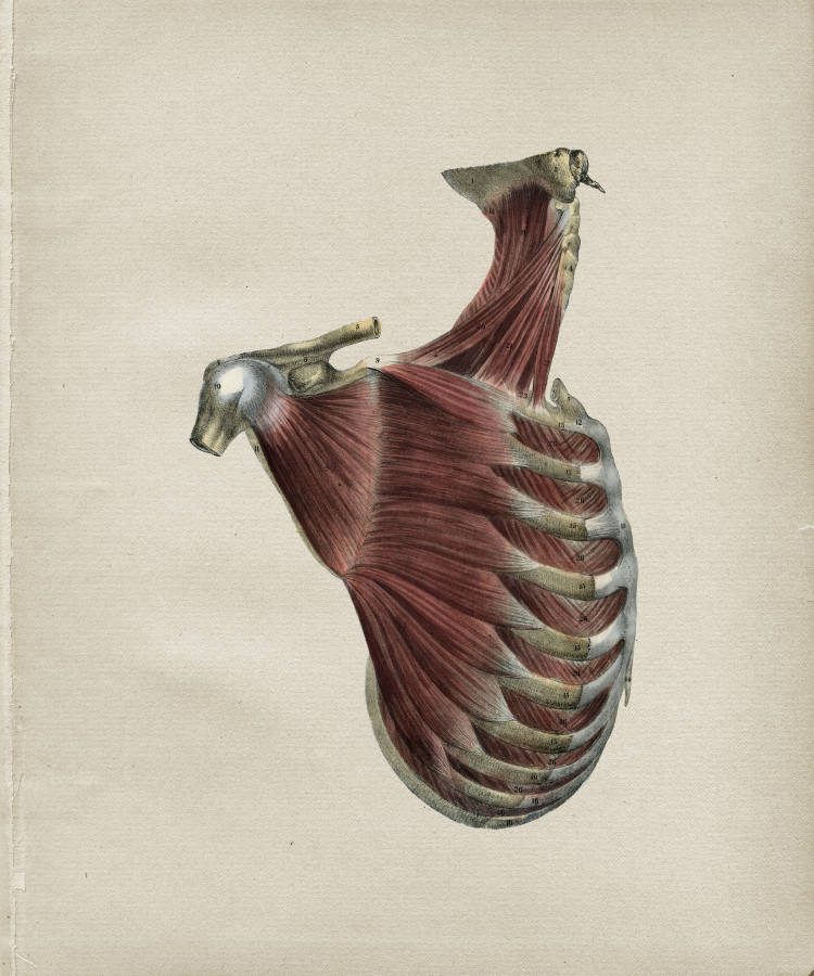 Shoulder Anatomy Print