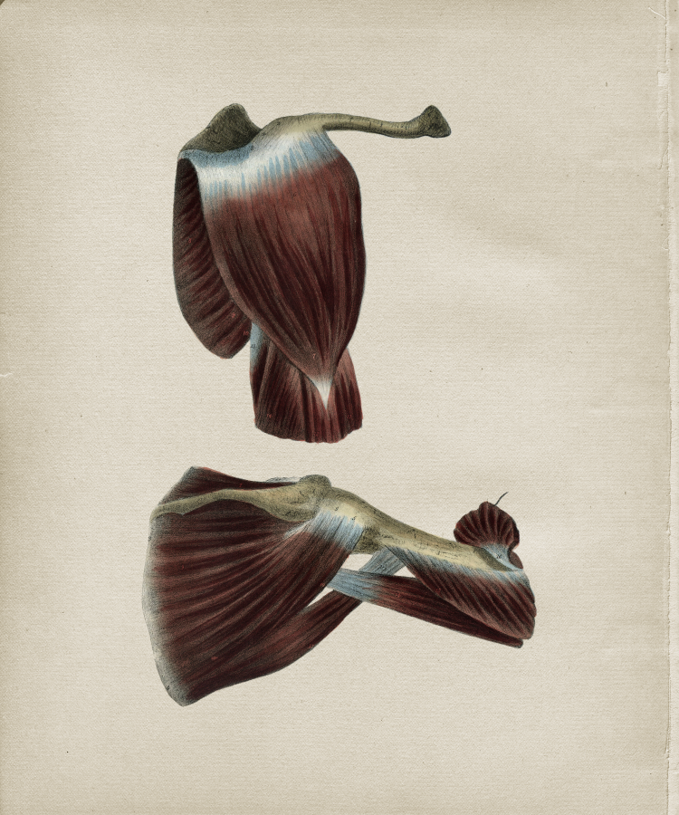 Shoulder Anatomy Print