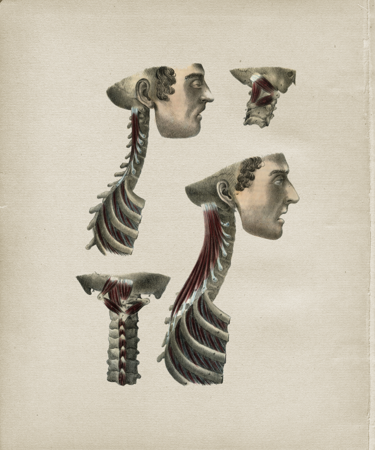 Muscle Anatomy Print