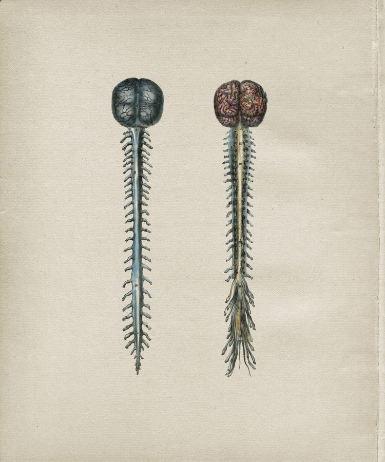 Spine Anatomy Print