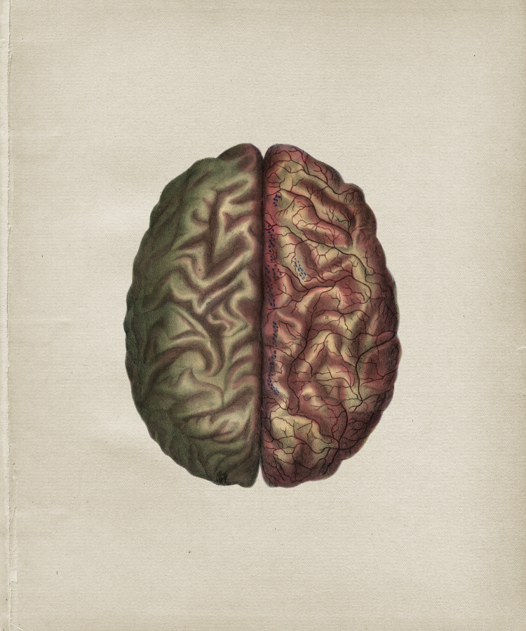 Brain Anatomy Print