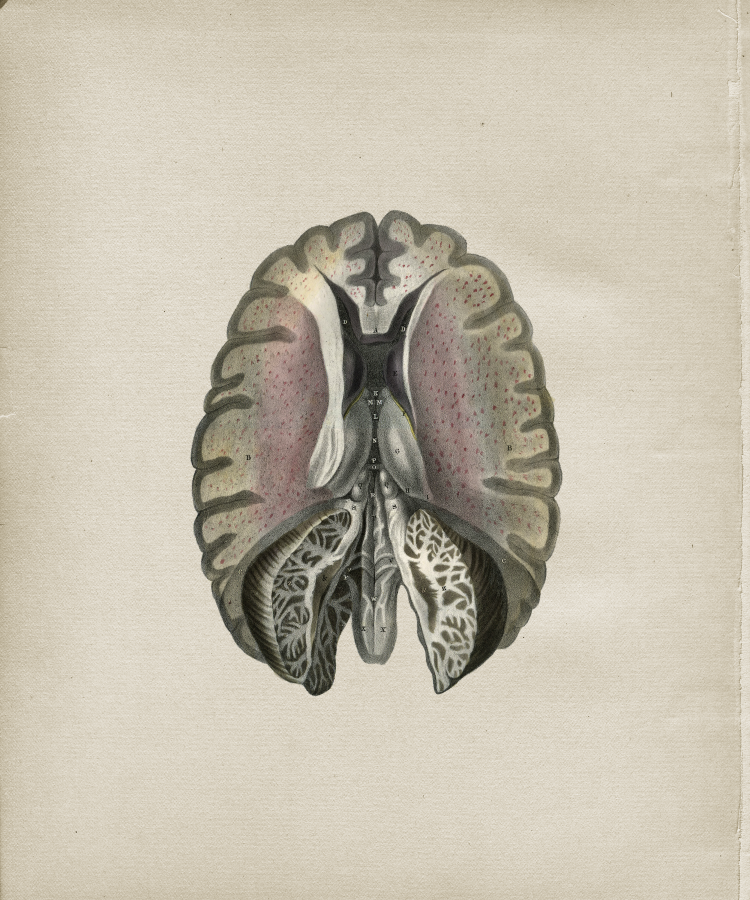 Brain Anatomy Print
