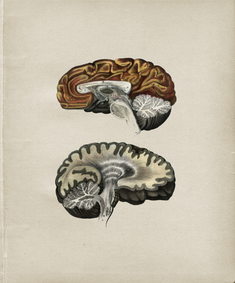 Brain Anatomy Print