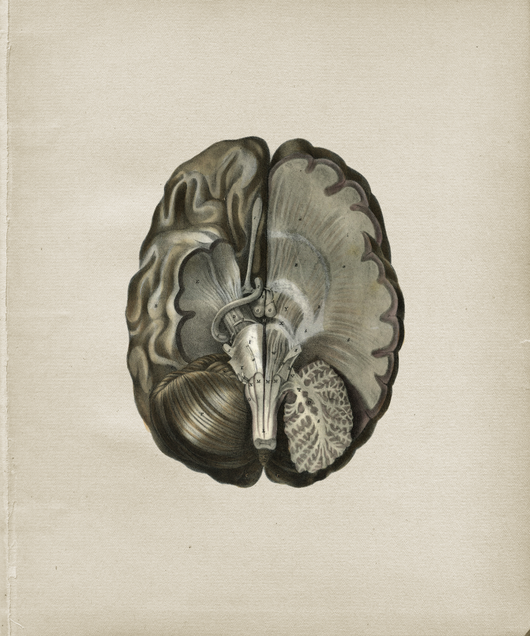 Brain Anatomy Print