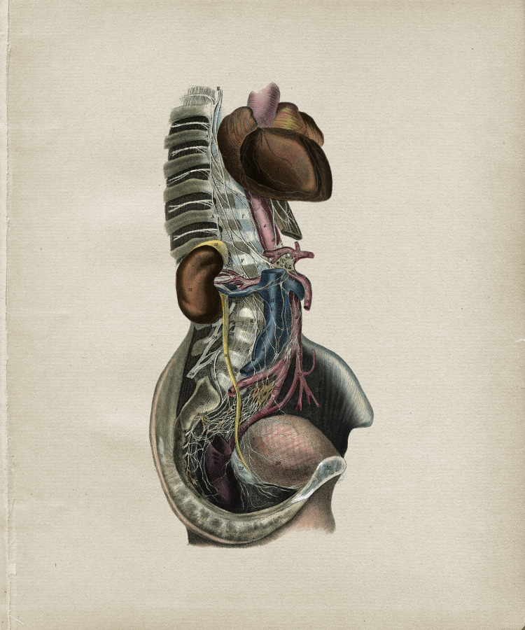 Nerve Anatomical Print