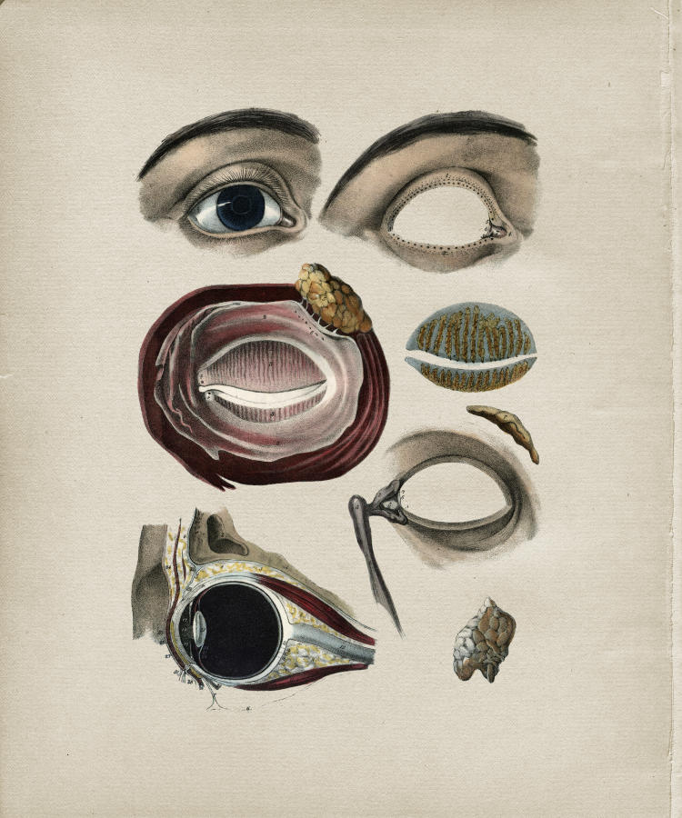 Eye Anatomy Print