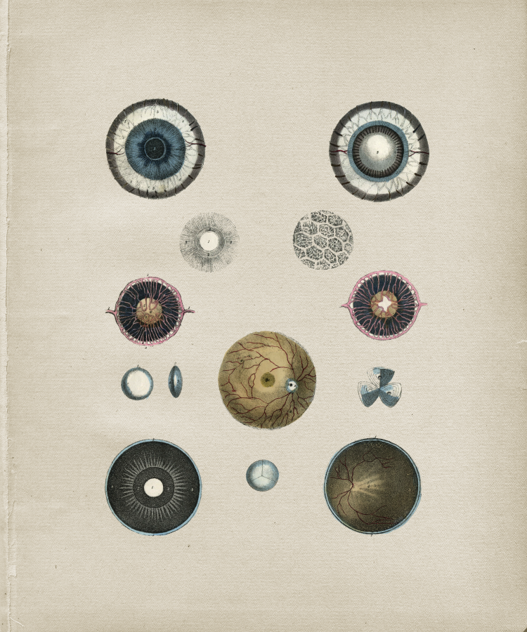 Eye Anatomy Print