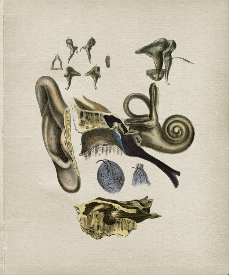 Ear Anatomy Print