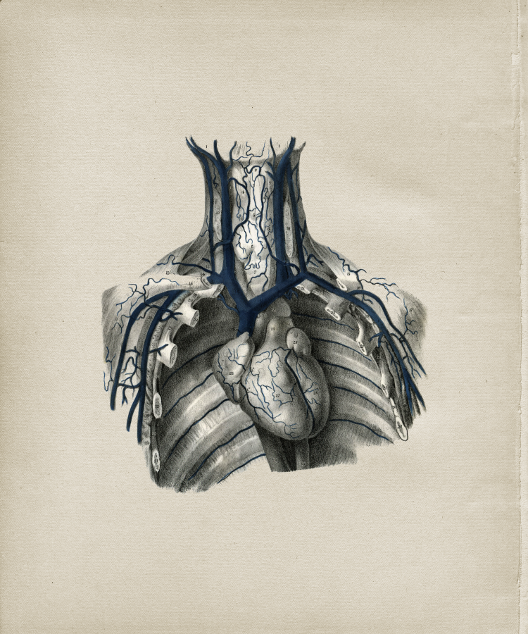 Heart Anatomy Print